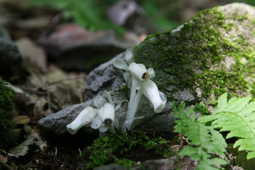 10-05-27cjd 086-1.jpg