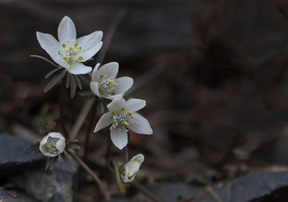 12-03-01 tad 186-1.jpg