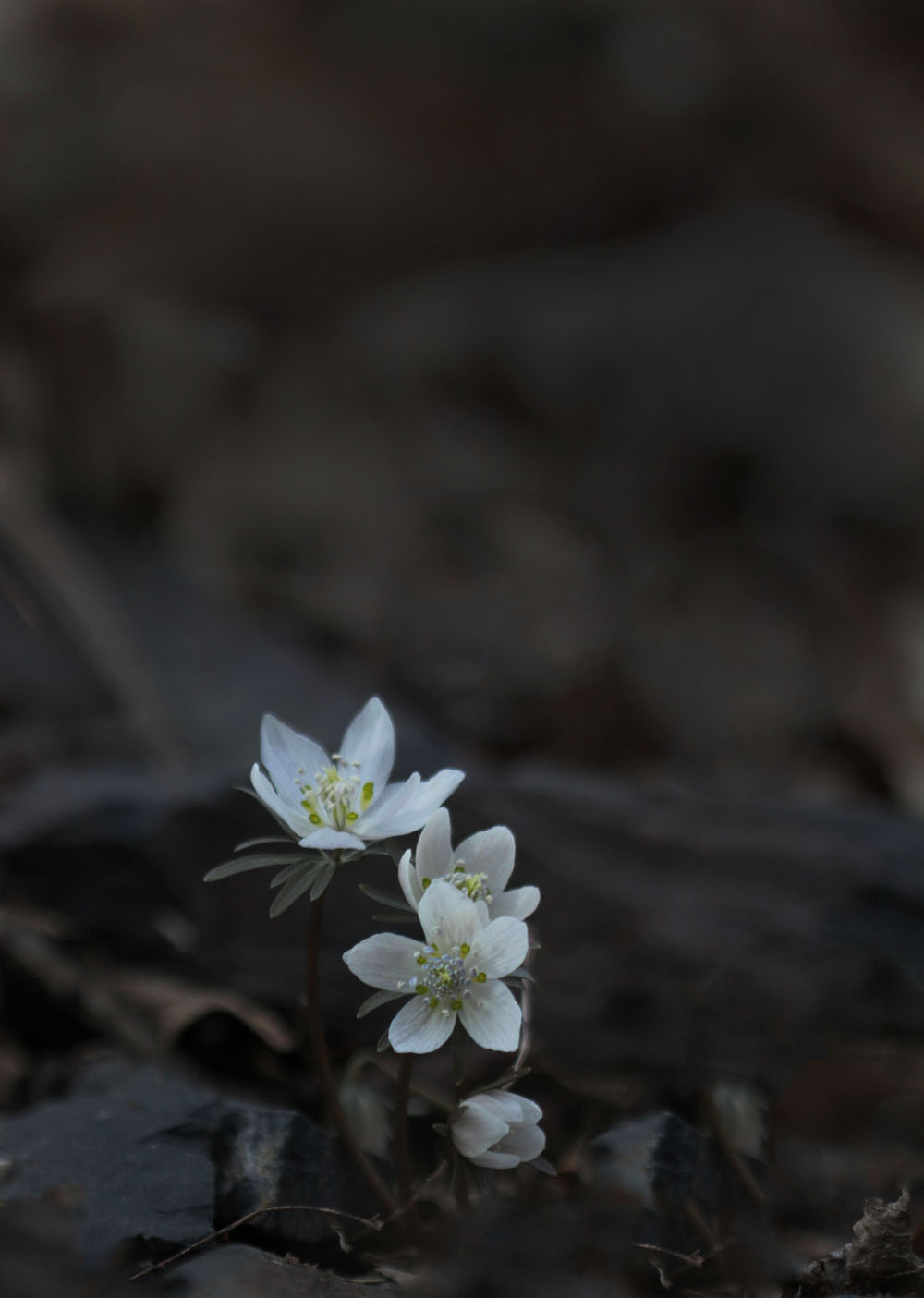 12-03-01 tad 182-1.jpg