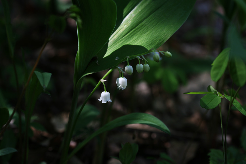 10-05-07cjd 146-1.jpg