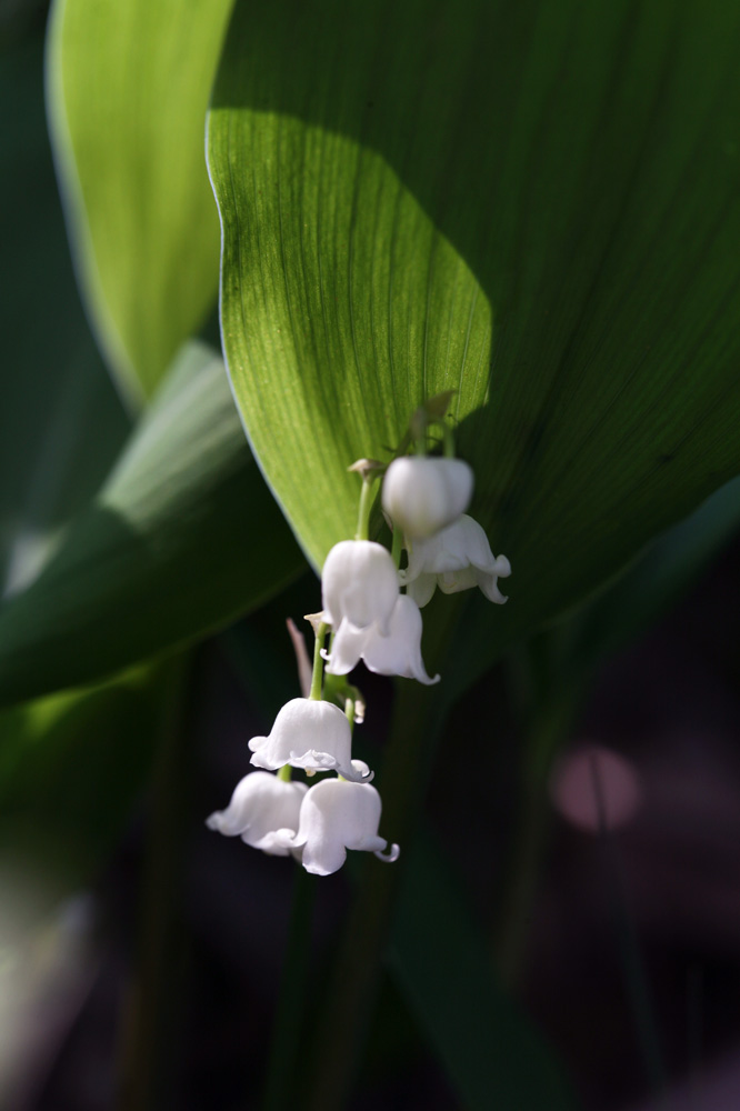 10-05-07cjd 210-1.jpg