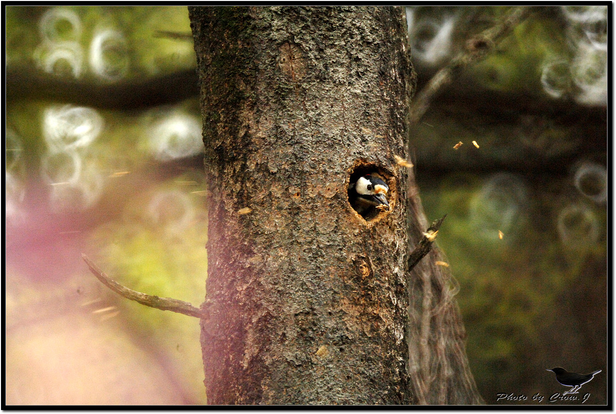 2010.04.27-보문산에 서식하는 새(오색딱다구리)D2X_7950-원본.jpg