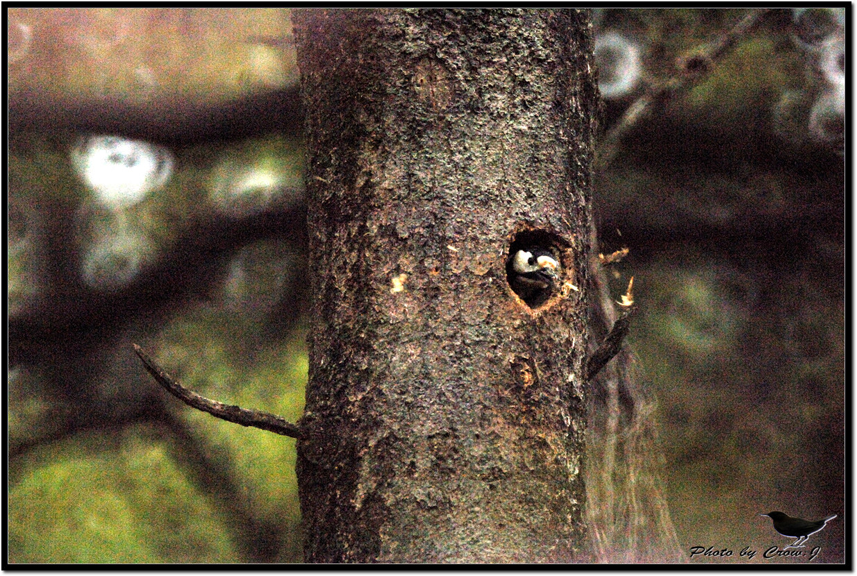 2010.04.27-보문산에 서식하는 새(오색딱다구리)D2X_8077-원본.jpg