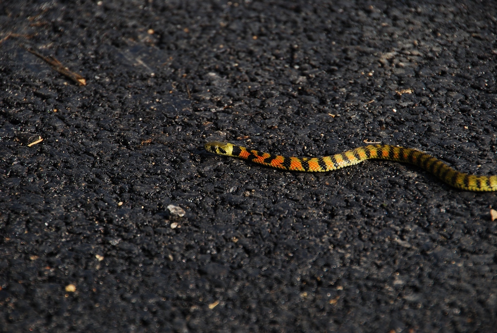 1024 111030 옥천 서대지 079.jpg