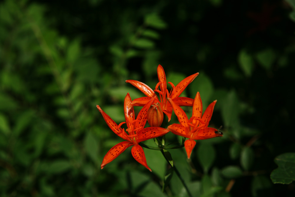 09-07-01cjd 173-1.jpg