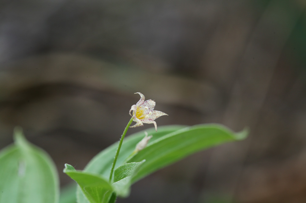 10-05-15cjd 124-1.jpg