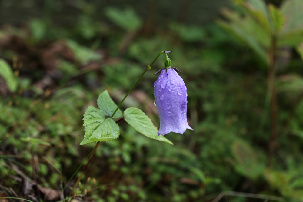 09-08-30 cjd 078-1.jpg