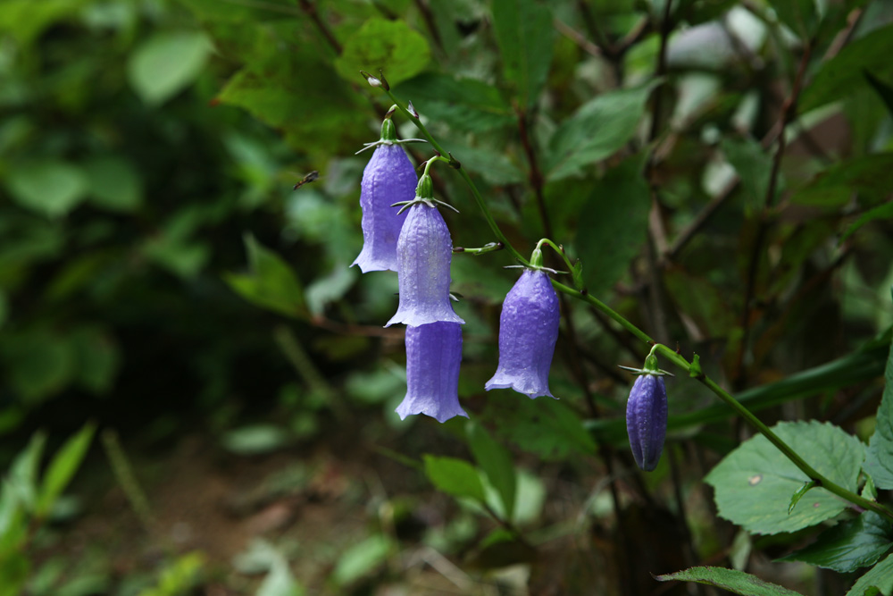 09-08-30 cjd 302-1.jpg