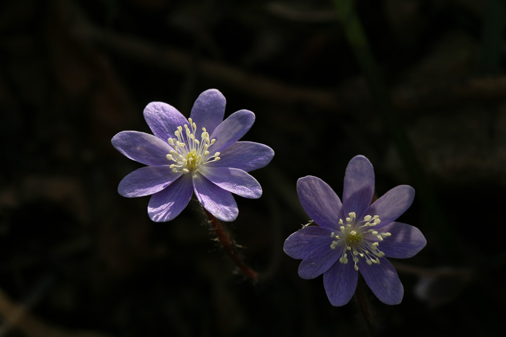 09-03-08 cjd 141-1.jpg