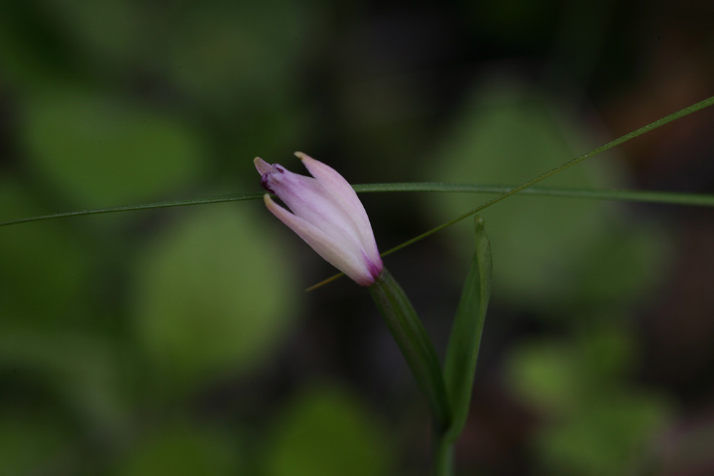 09-05-30 cjd 002-1.jpg