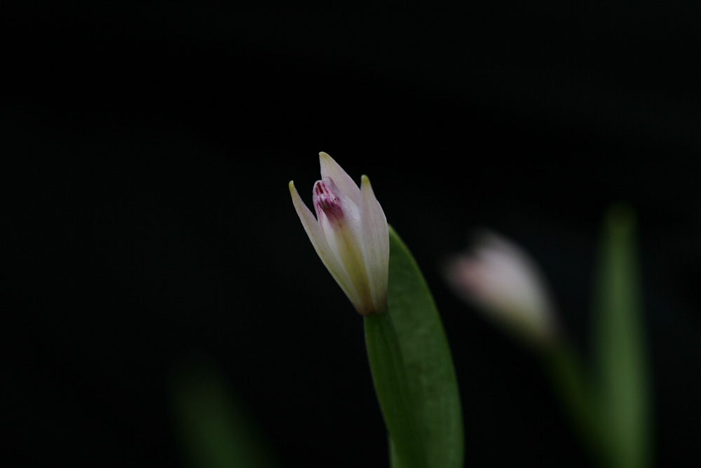 09-05-30 cjd 017-1.jpg