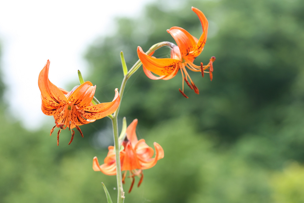 09-06-10 cjd 153-1.jpg