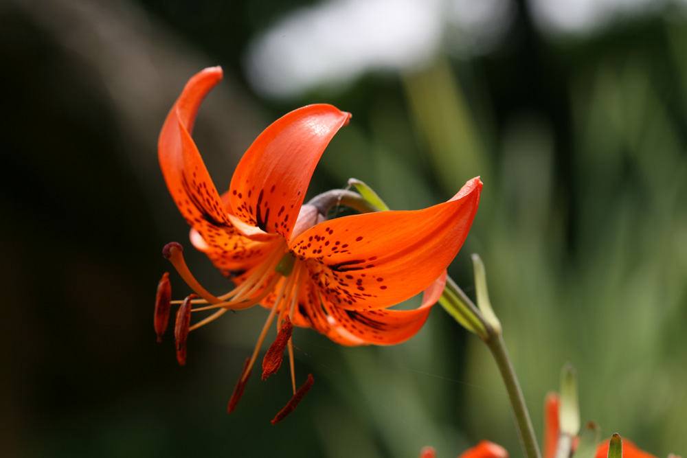 09-06-10 cjd 157-1.jpg