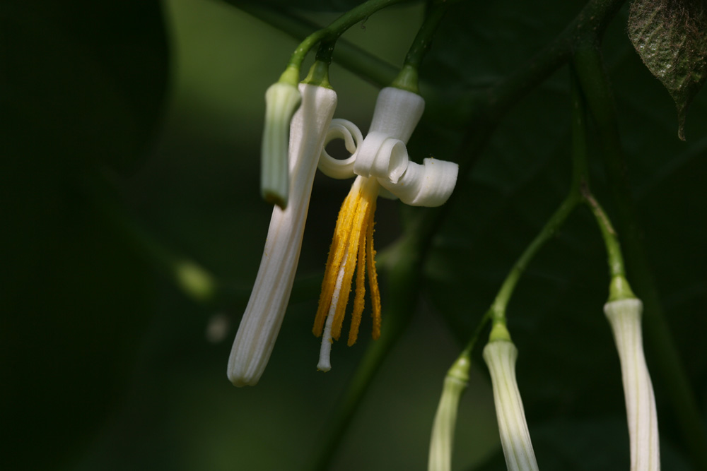 09-05-30 cjd 030-1.jpg