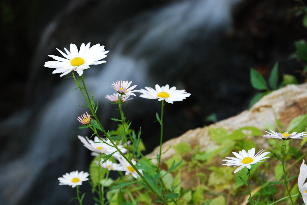 1024-111008 영평사 구절초 046.jpg