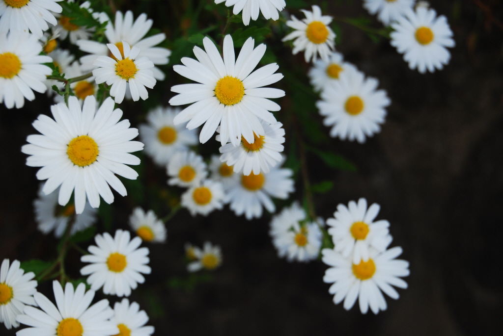 1024-111008 영평사 구절초 055.jpg