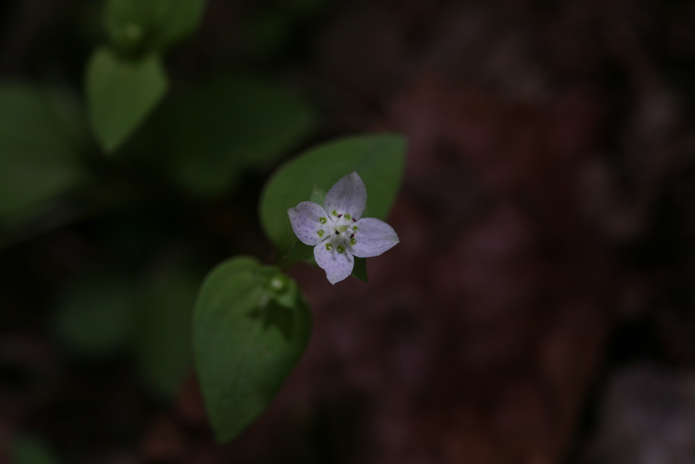 09-05-18 cjd 182-1.jpg