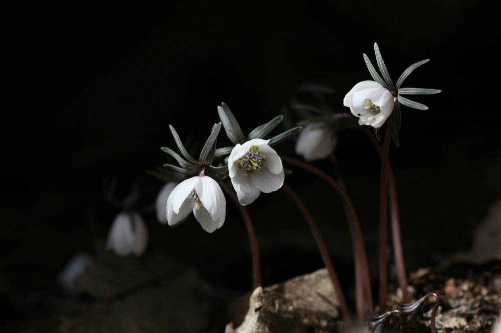 10-02-18 cjd 016-1.jpg