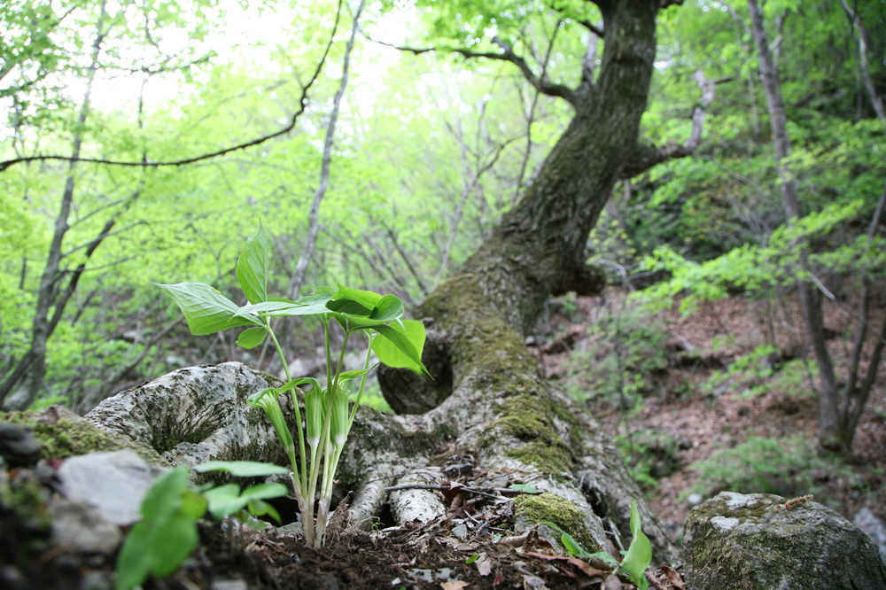 10-05-09cjd 153-1.jpg