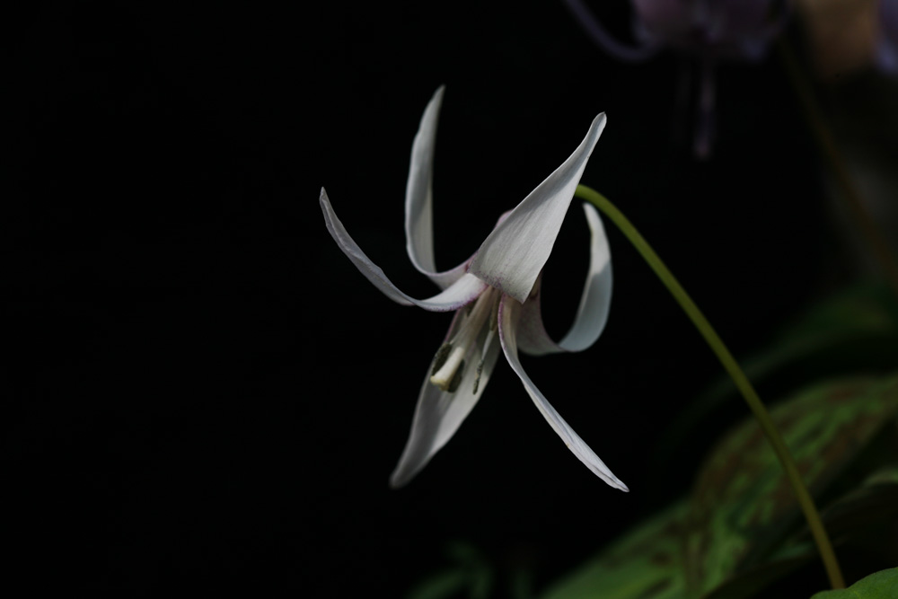 09-03-16 cjd 066-1.jpg