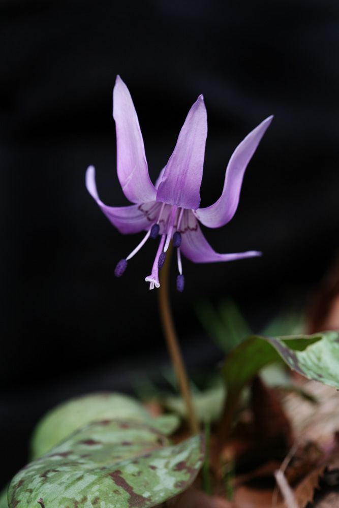 09-03-16 cjd 100-1.jpg