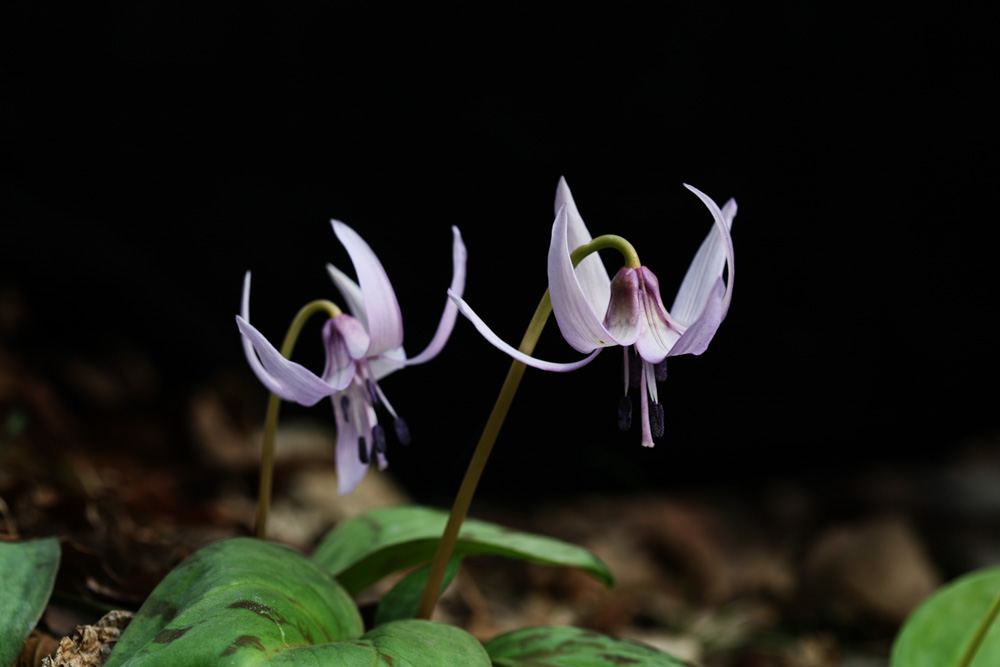 09-03-16 cjd 104-1.jpg