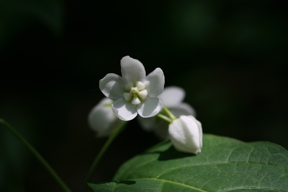 09-05-24 cjd 036-1.jpg