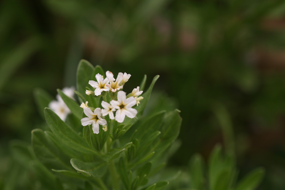 10-06-18  cjd 190-1.jpg