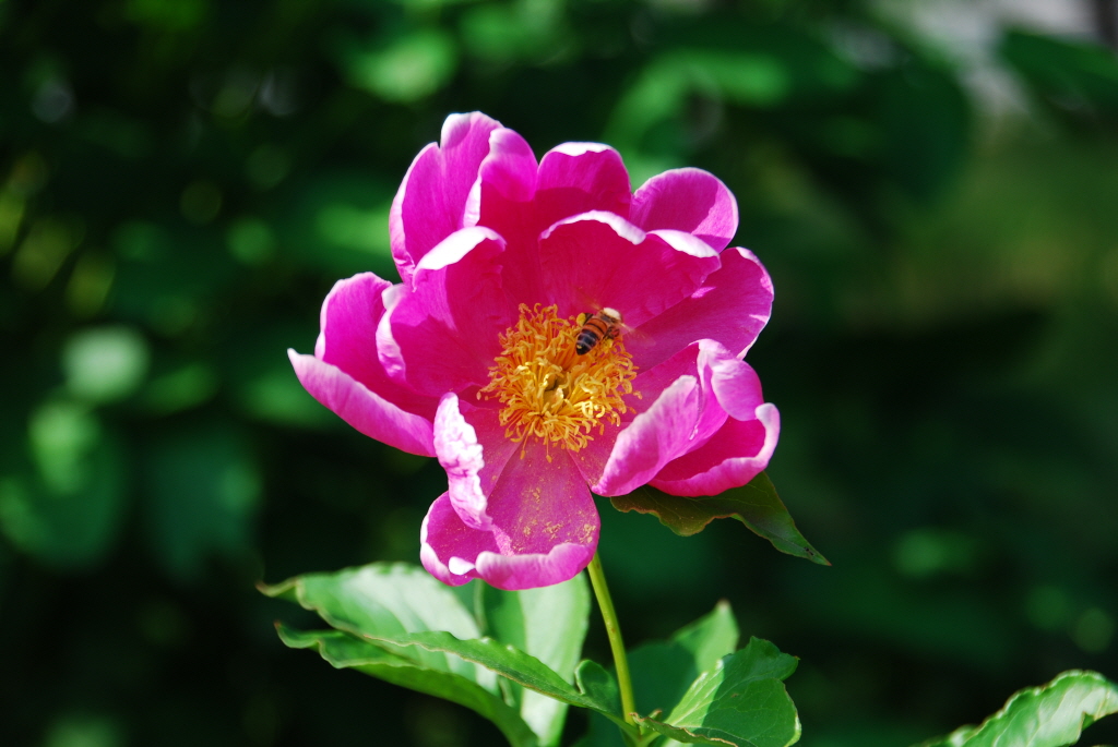 1024-100530 한밭수목원023.jpg