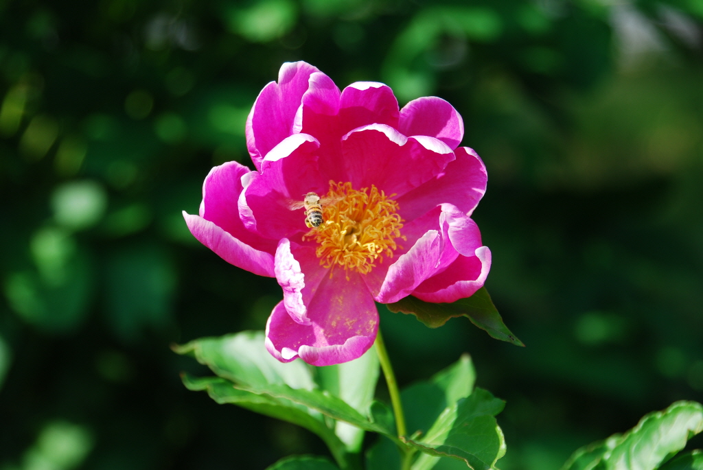 1024-100530 한밭수목원030.jpg