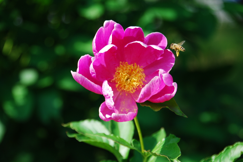 1024-100530 한밭수목원039.jpg