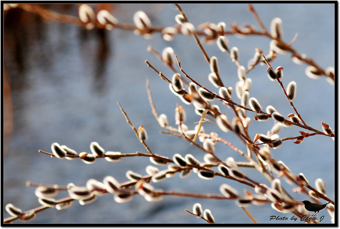 2009.02.04-3-지방하천 정생천의 봄D30_9119.jpg
