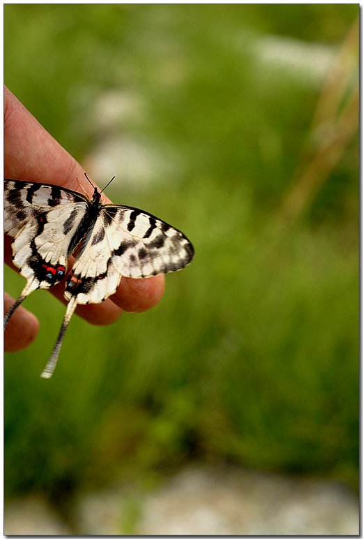 꼬리명주나비 수 05.jpg