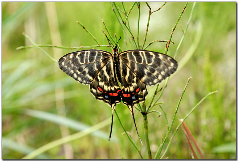 꼬리명주나비 암 02.jpg