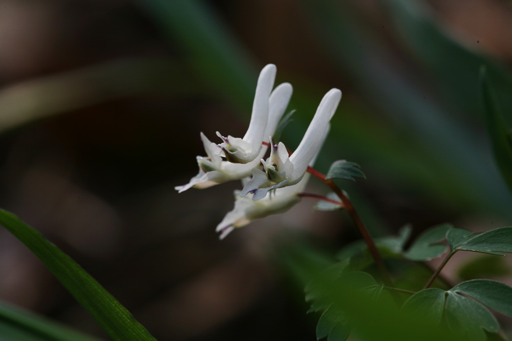 09-03-29 cjd 129-1.jpg