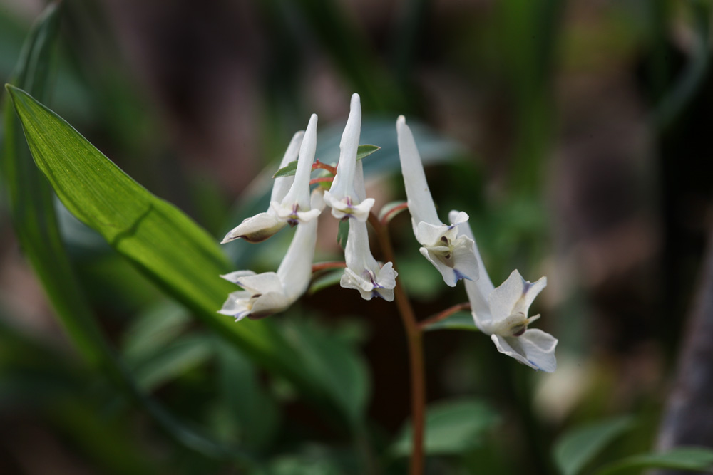 09-03-29 cjd 136-1.jpg