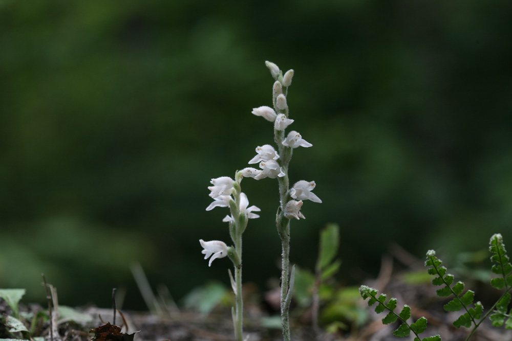 09-08-09 cjd 073-1.jpg