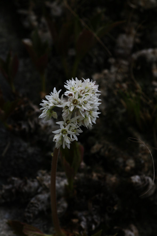 09-04-04 cjd 093-1.jpg