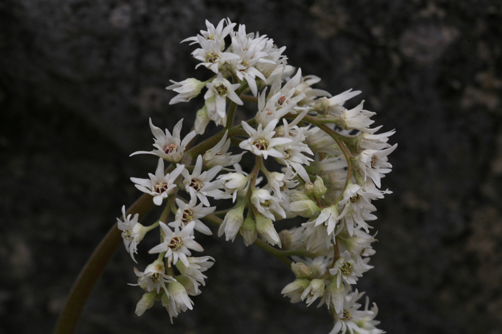 09-04-04 cjd 098-1.jpg