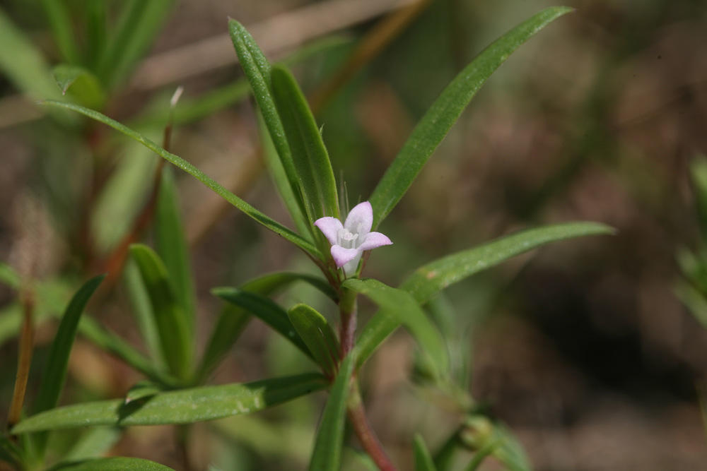 09-08-04 cjd 001-1.jpg