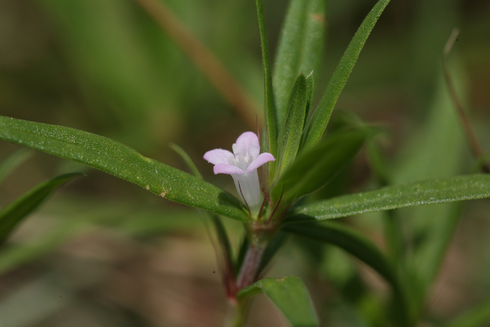 09-08-04 cjd 010-1.jpg