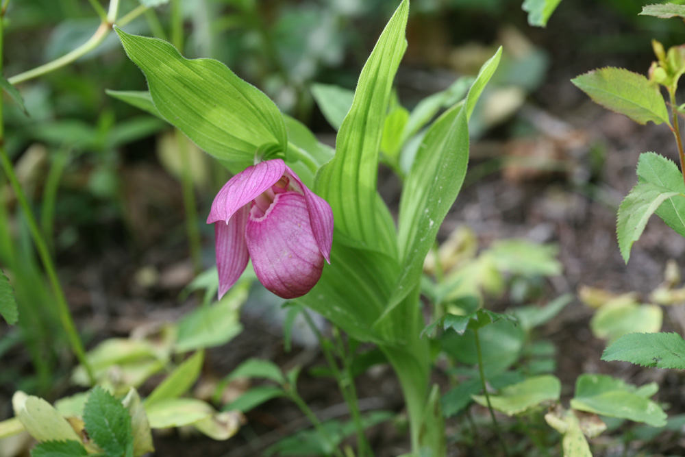 09-05-18 cjd 209.jpg