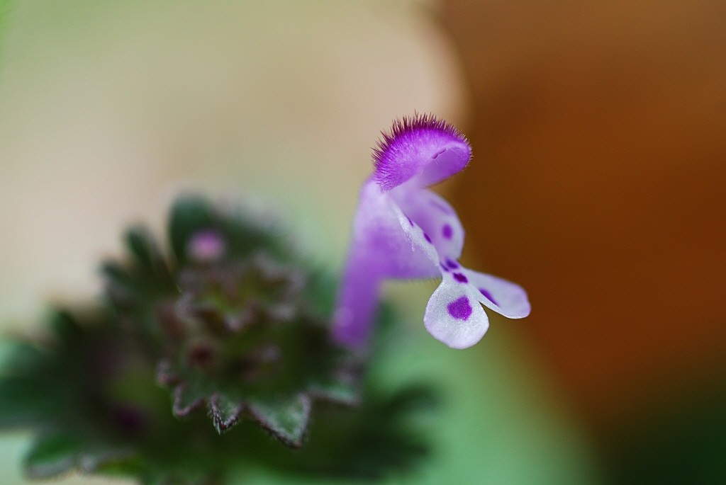 1024-100411 099-1.jpg