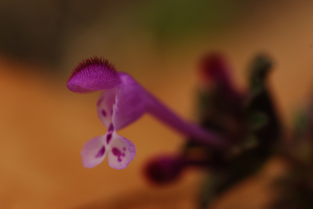 1024-100411 105-1.jpg