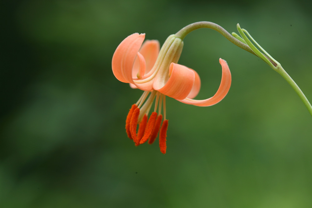 09-07-13 cjd 022-1.jpg