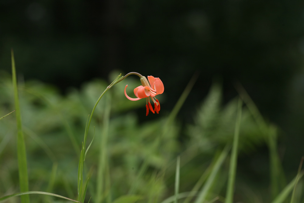 09-07-13 cjd 027-1.jpg