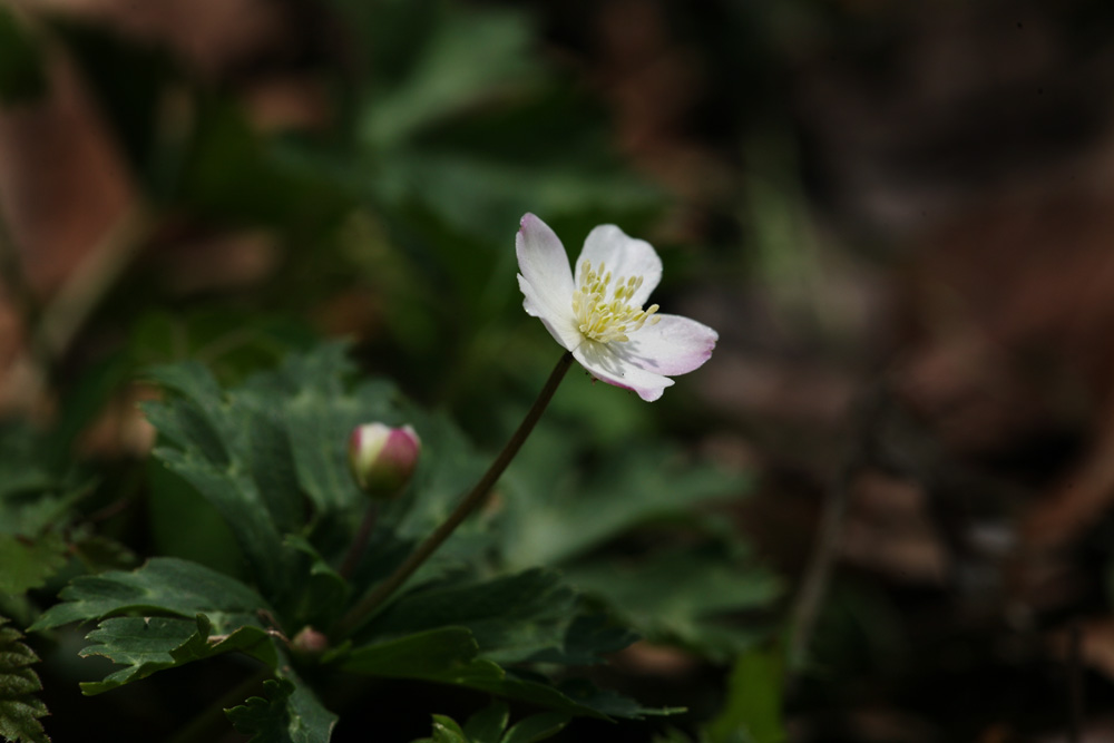 09-04-18 cjd 176-1.jpg