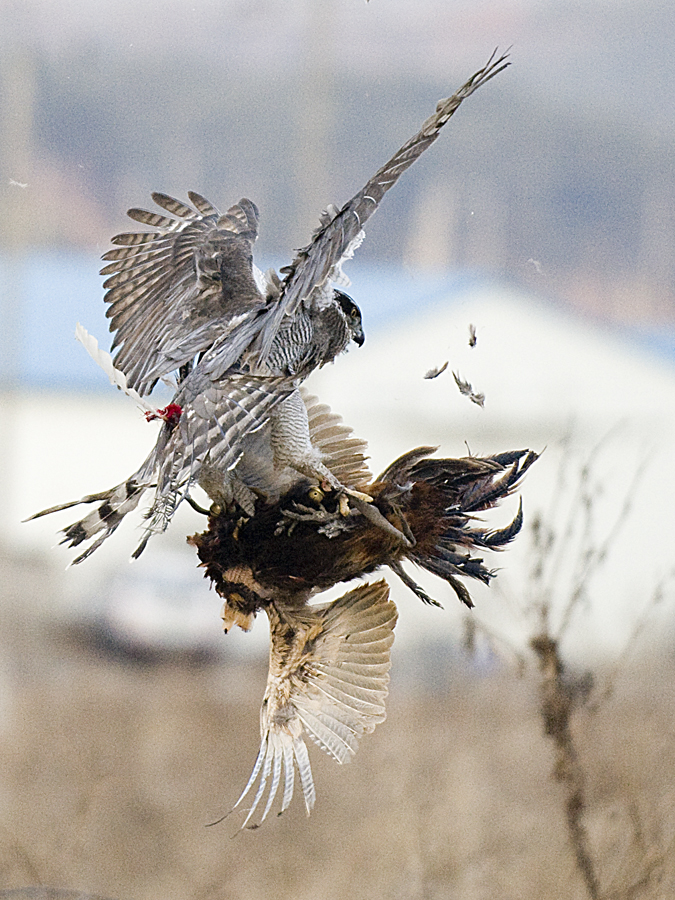사본 - DSC_6665 copy.jpg