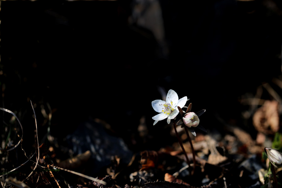 14-02-15 b 012-2.jpg