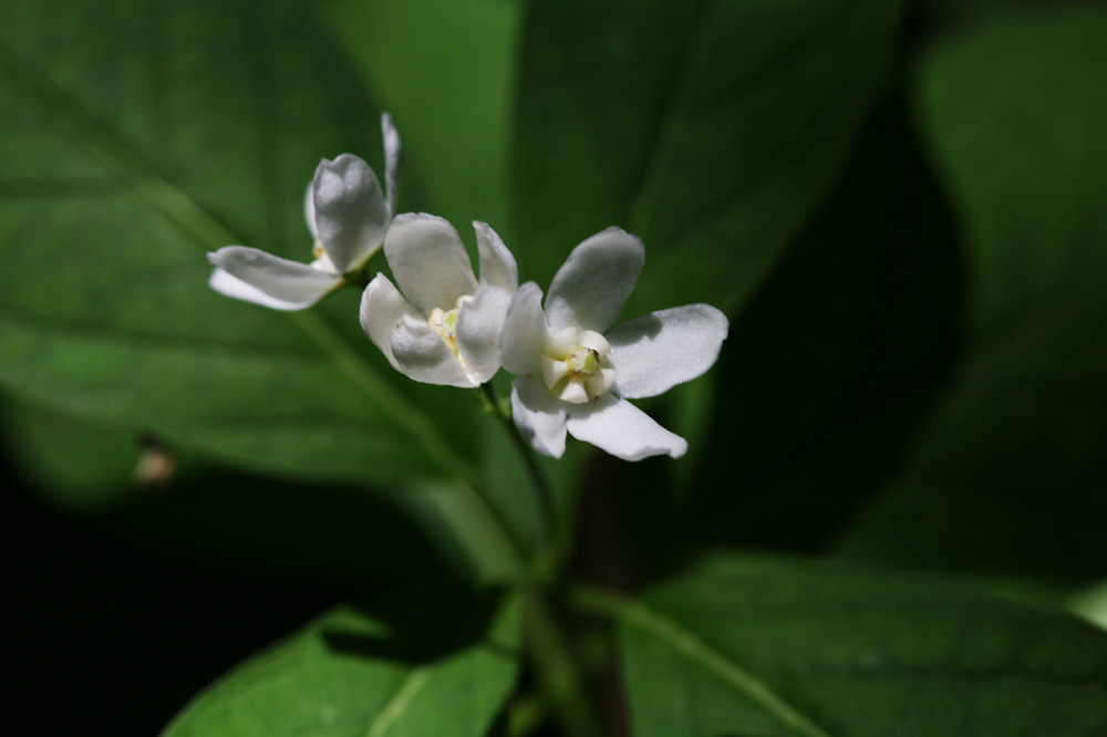 10-06-01cjd 186-1.jpg